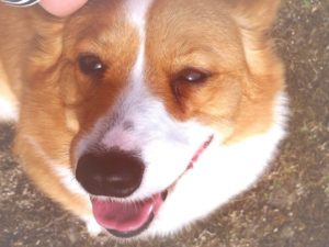 可愛いコーギーが教えてくれた、究極の愛。