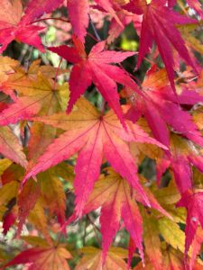 【魂の叡智】幸せであること♡それが魂の真の夢♪